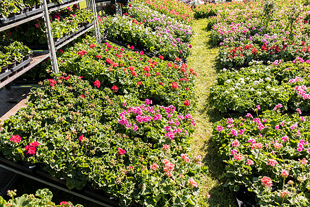 春花市场上的花朵花卉年度红色植物群生长温室花园叶子植物绿色园艺图片
