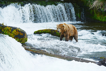 大灰熊狩猎鲑鱼钓鱼食肉公园毛皮捕食者动物哺乳动物瀑布荒野野生动物图片