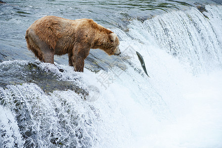 大灰熊狩猎鲑鱼哺乳动物野生动物棕色荒野瀑布钓鱼动物捕食者公园毛皮图片