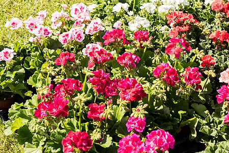 春花市场上的花朵花卉红色植物群花园叶子温室年度植物绿色生长园艺图片