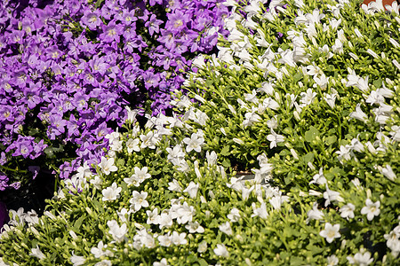 花朵市场上的蓝红花花和白葡萄花花图片
