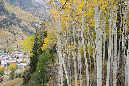 秋天黄黄色的烟灰森林风景叶子树叶季节白色树木荒野图片