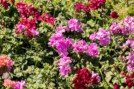 春花市场上的花朵花卉绿色花园植物群红色生长植物花瓣叶子年度园艺图片
