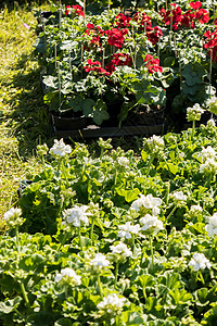 春花市场上的花朵花卉植物绿色花园年度园艺叶子植物群花瓣生长温室图片