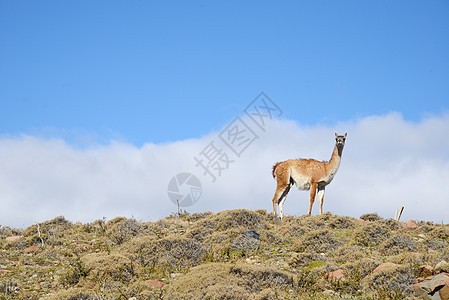 瓜阿纳科和帕塔哥尼亚山国家痛苦野生动物山脉荒野天空蓝色动物群旅行动物图片
