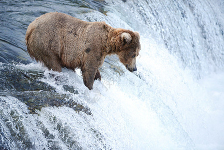 大灰熊狩猎鲑鱼棕色公园钓鱼瀑布捕食者野生动物哺乳动物荒野食肉动物图片