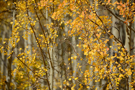黄秋秋树叶黄色白色树木森林季节荒野风景叶子图片