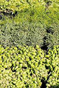芳香植物市场迷迭香花粉薄荷麦大猩猩百草枯药品草本植物叶子薄荷智者百里香香料香菜绿色食物图片
