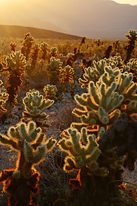 Cholla 仙人掌花园植物沙漠娱乐阳光背光旅行植物学阴影国家公园背景图片