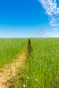 春天盛开 大片的松软田地农业场地种子草地花朵农场蓝色国家生长农村图片