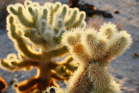 Cholla 仙人掌花园旅行阳光荒野娱乐国家公园阴影植物沙漠背光背景图片