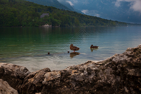 Bohinj湖中的鸭子图片