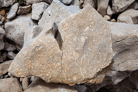 石灰岩 有贝壳化石图片