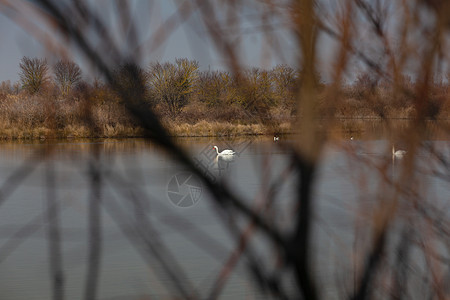 诺沃山谷运河自然保护区天鹅动物群珍藏小马野鸭鸟类沼泽植被湿地废墟动物图片