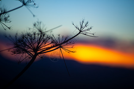 日落时的浮云光环天空农村多云茴香植物图片