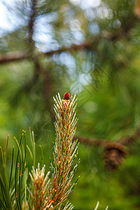 黑松或奥地利松的雌花生长植物环境种子摄影针叶树花粉黑色锥形微距图片