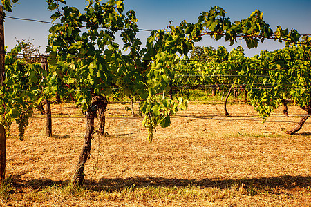 里雅斯特卡斯特的葡萄园白酒农村太阳旅行农业生长爬坡酒厂农场国家图片