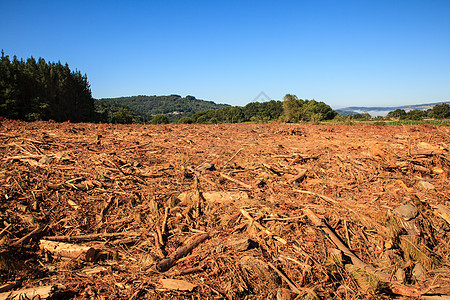 西班牙的毁林情况图片