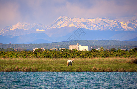 Isonzo河自然保留区旅游湿地植被马匹沼泽自然保护区图片