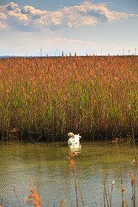 浮在河边的天鹅湿地自然保护区旅游沼泽植被图片