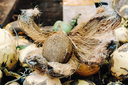 黄色椰子在毛里求斯岛的市场上出售 去皮的椰子还在外壳里 许多椰子在市场上图片