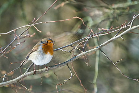 冬天的一只小鸡红胸红斑荒野胸部红色棕色橙子花园野生动物羽毛图片