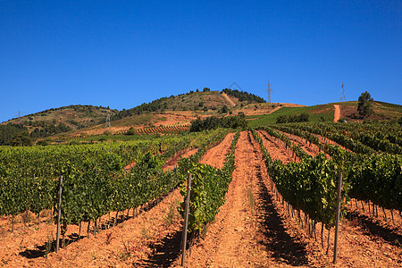 西班牙农村地区葡萄园的景观小路乡村风光葡萄场地树叶田园藤蔓绿色酿酒图片