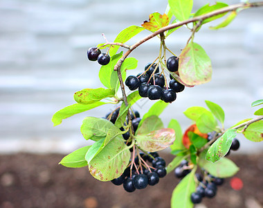 黑色阿罗尼亚莓果 亚罗尼亚梅兰诺卡帕图片