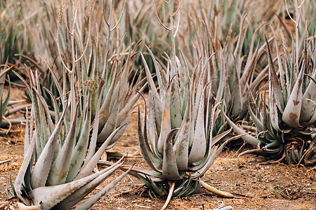 西班牙加那利群岛特内里费岛的Aloe Vera种植园许多绿色植物图片