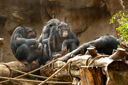 西班牙加那利群岛圣克鲁斯·德特内里费市拉克鲁斯港洛罗公园有一群猴子图片