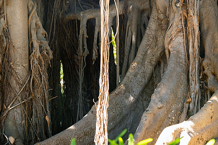 西班牙加那利群岛 北特内里夫市的Cruz港公园Ficus树 gplt树木植物植被植物园丛林森林环境公园榕树亚热带图片