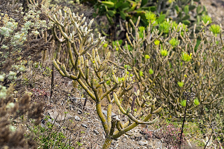 西班牙加那利群岛 特纳里夫岛的绿色植物图片