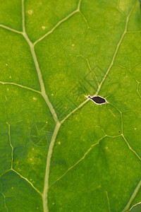 绿叶特写背景叶子植物学条纹植物群骨骼静脉坡度食物香料植物图片