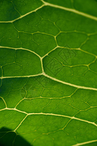 绿叶特写背景条纹昆虫季节香料骨骼植物生态环境植物学静脉图片