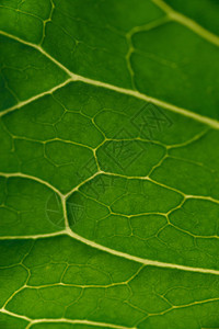 绿叶特写背景香料骨骼坡度植物环境叶子生态植物群食物艺术图片