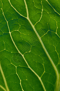 绿叶特写背景香料昆虫食物静脉条纹坡度环境叶子植物宏观图片