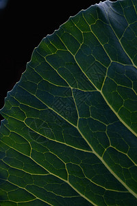 绿叶特写背景植物群静脉香料坡度昆虫叶子条纹植物学生态环境图片