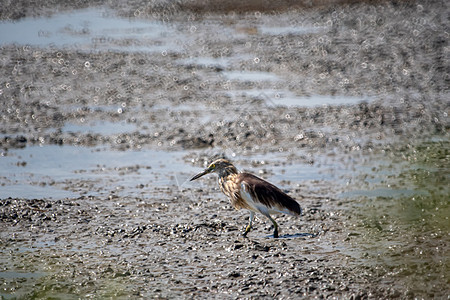 寻找湿地食物的中国池塘野鸟棕色花鸟鸟类爬虫池鹭绿色哺乳动物地面野生动物动物群蓝色荒野图片