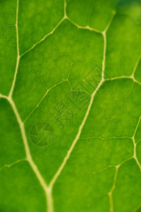 绿叶特写背景叶脉宏观生态植物群花园叶子季节香料骨骼静脉图片