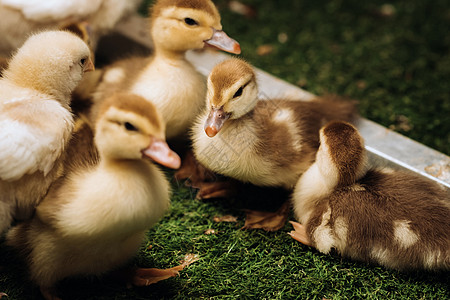 小鸡和鸭子在草地上晒太阳团体光源生活房子家畜加热家庭小鸭子农场动物图片