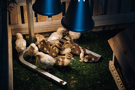 小鸡和鸭子在院子里的灯下的草地上烤小鸡和鸭子小鸭子团体动物家庭栅栏宠物房子家畜农业家禽图片
