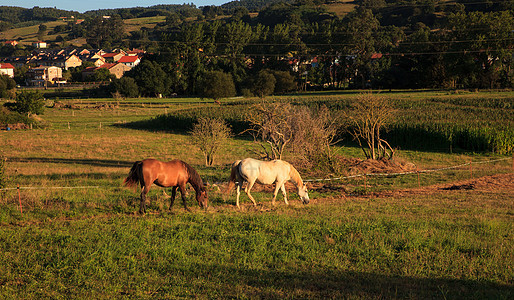 农村马匹景观血统波峰冠军脖子舞步动物群动物家畜耳朵草原背景图片