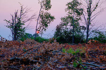 田野上干枯的叶子薄雾全景农村方式木头森林灌木树叶场地林地图片