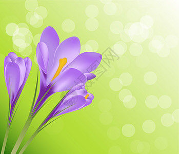 矢量图番红花花背景野花红花叶子宏观紫色植物白色鸢尾花女士花束图片