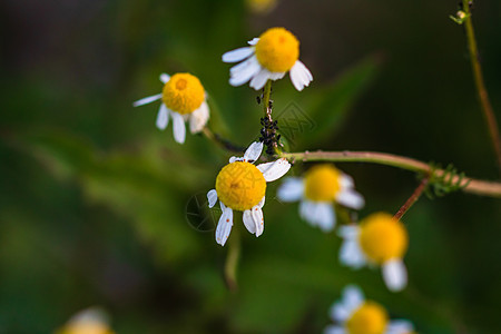 户外阳光下野生小洋甘菊花的特写野花药品植物群甘菊草地植物叶子季节植物学草本植物图片