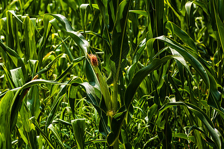 绿玉米种植场的阳光照亮 农业田地上绿色玉米的细节豆芽玉米芯植物环境场地谷物收成食物农田叶子图片