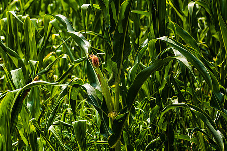 绿玉米种植场的阳光照亮 农业田地上绿色玉米的细节豆芽玉米芯植物环境场地谷物收成食物农田叶子背景图片
