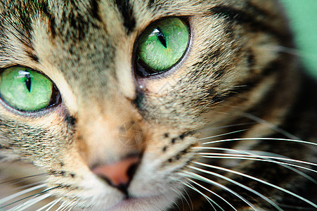 一个年轻小猫咪脸的宏观镜头 聚焦于他美丽的绿眼睛哺乳动物头发虎斑动物猫科毛皮食肉宠物注意力猫咪图片