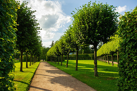 绿色夏日公园地带的一条小路 灌木整齐修剪阳光胡同叶子晴天城市树干建筑学旅游天空环境图片