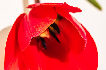 孤立的红色郁金香的宏观拍摄 郁金香雌蕊特写 一朵红色郁金香花的细节花园叶子花束橙子植物季节礼物紫色美丽花头图片